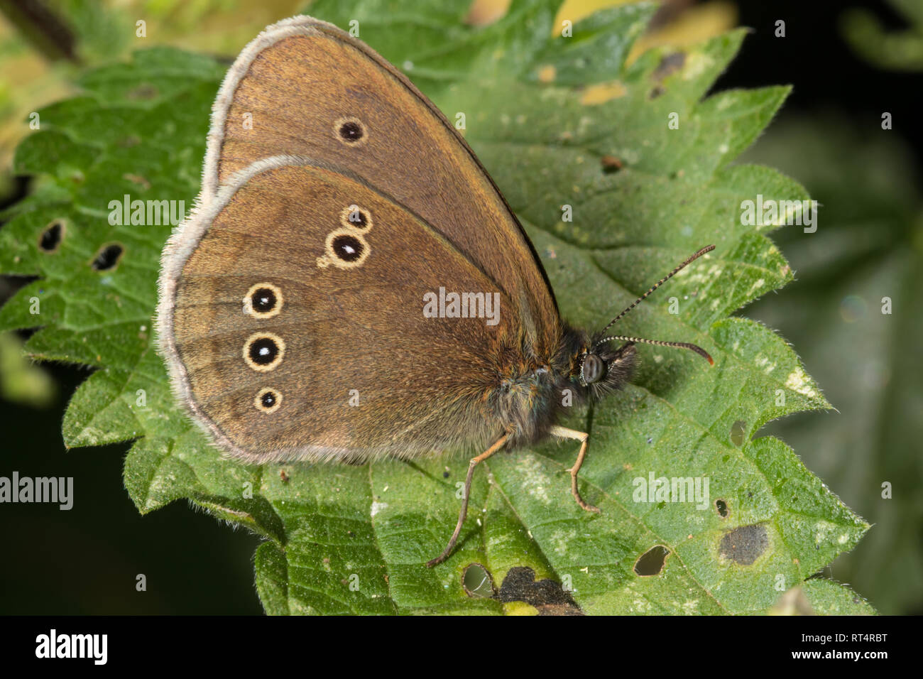 A Ringlet butterfly (Aphantopus hyperantus) from the family Nymphalidae, perching on a stinging nettle leaf. Stock Photo