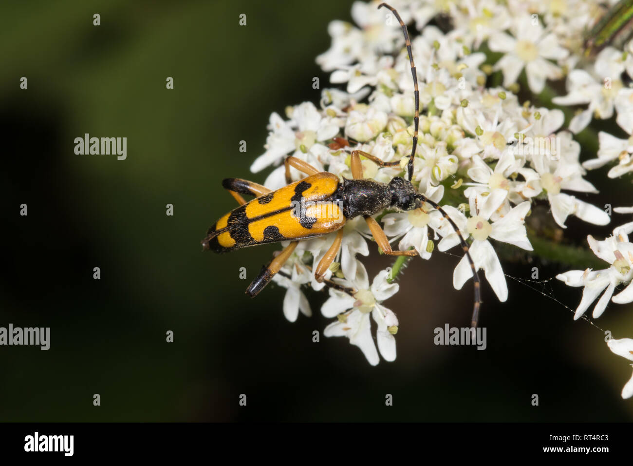 The Spotted Longhorn (Rutpela maculate), is a beetle species of flower longhorns belonging to the family Cerambycidae, subfamily Lepturinae. Stock Photo