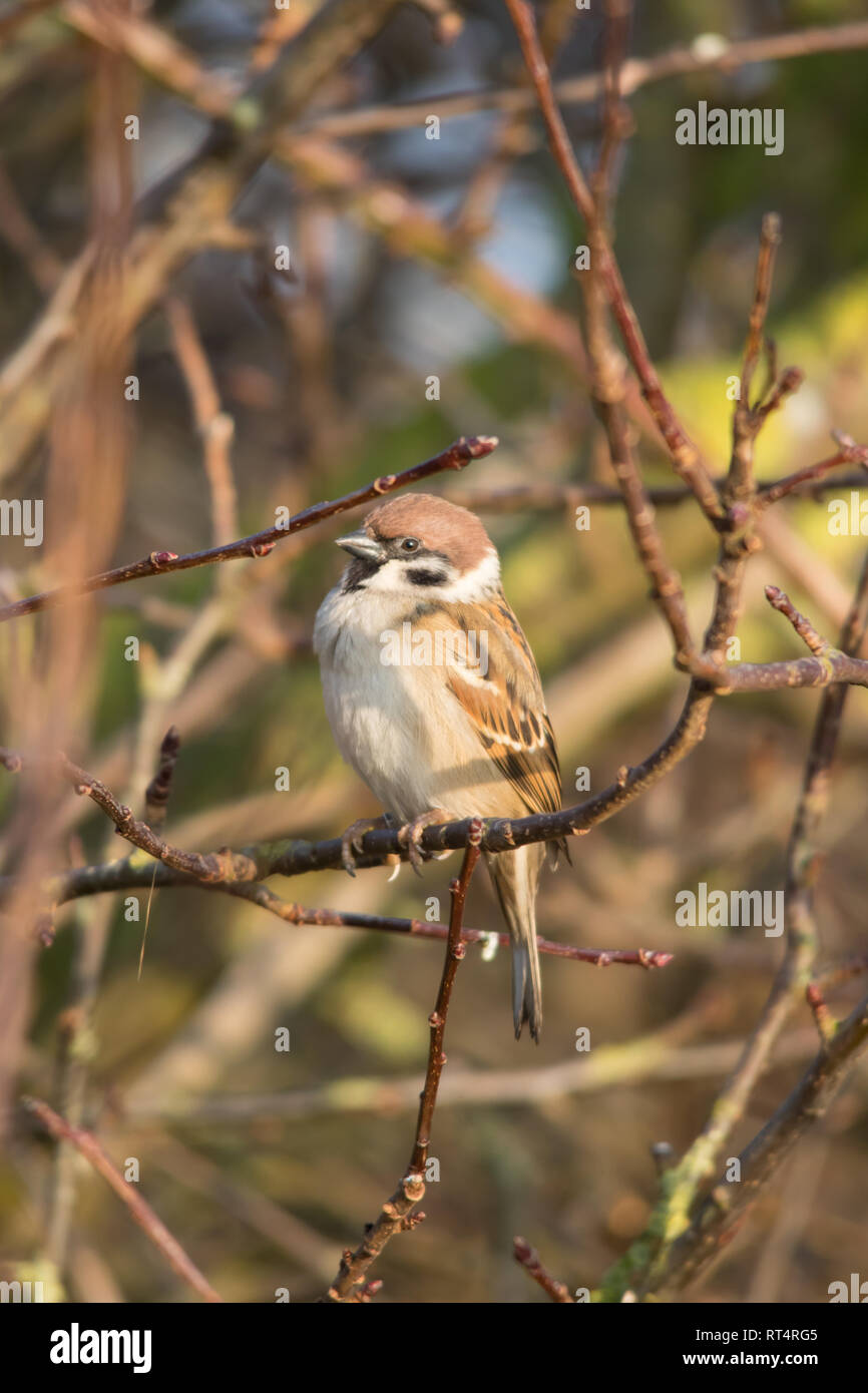 Eurasian tree sparrow (Passer montanus) perched on a branch Stock Photo