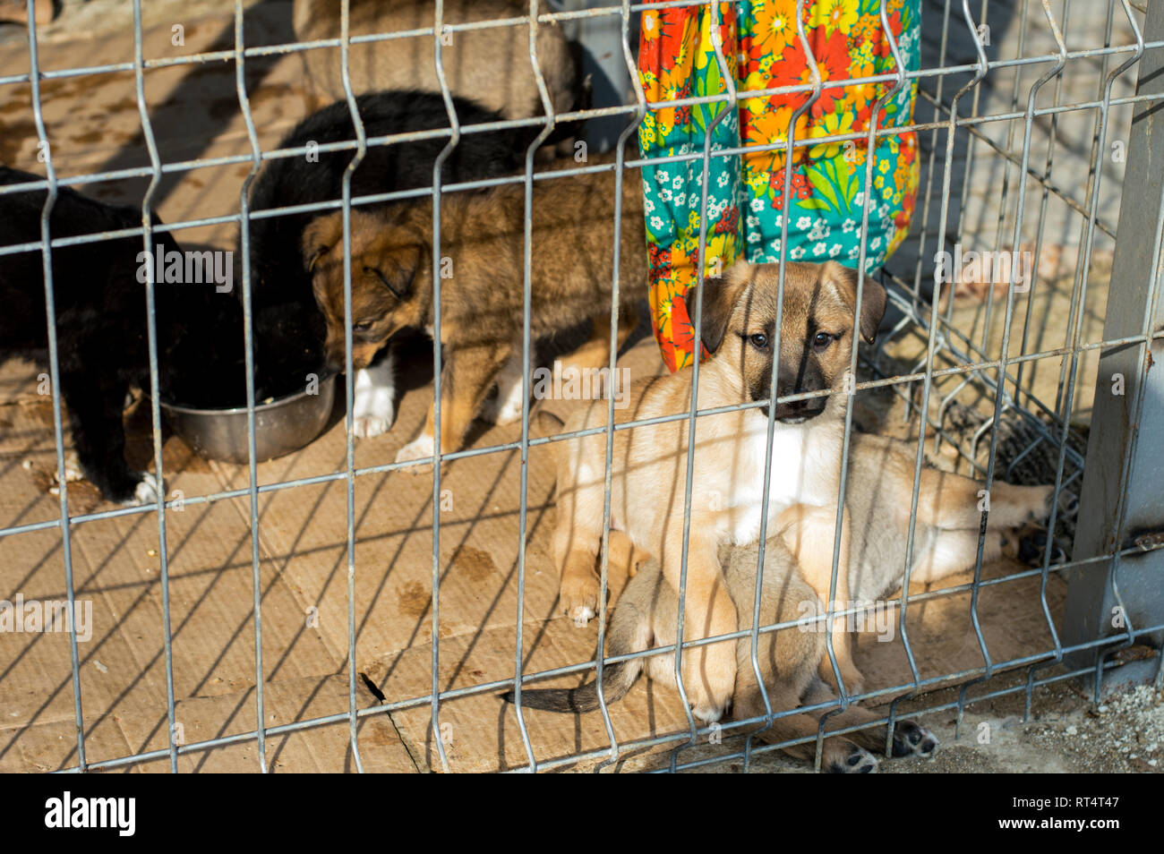 Animal shelter volunteers hi-res stock photography and images - Alamy Animal shelter volunteers hi-res stock photography and images - Alamy