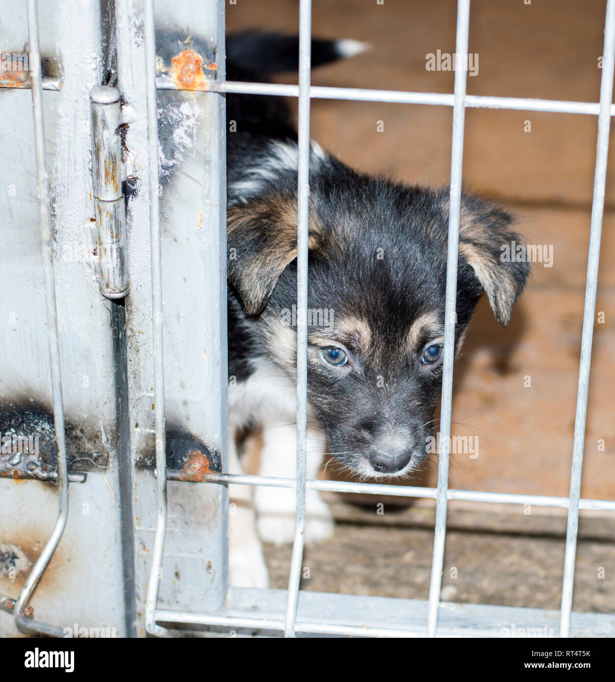 Sad Animal Rescues Sad Puppies In Shelters