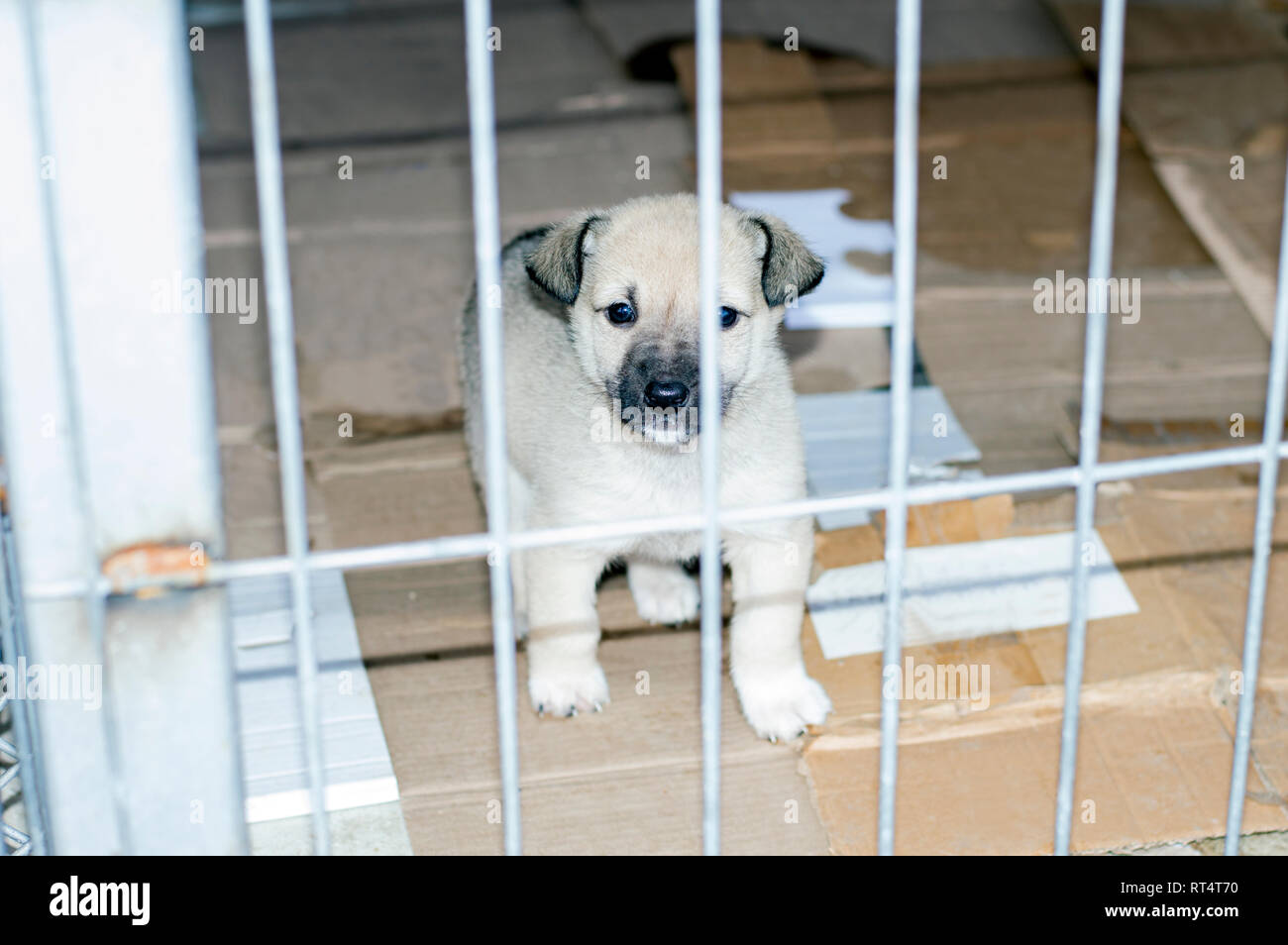 beautiful little puppy in city shelter, animal shelter, dog rescue, volunteer work Stock Photo - Alamy beautiful little puppy in city shelter, animal shelter, dog rescue, volunteer work Stock Photo - Alamy