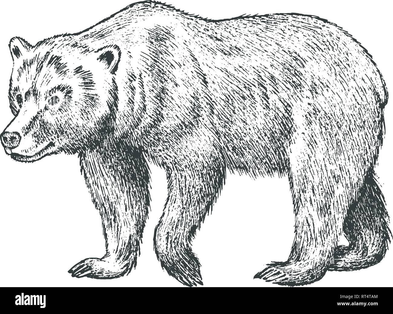 Brown Grizzly Bear Wild Animal Vintage Monochrome Style