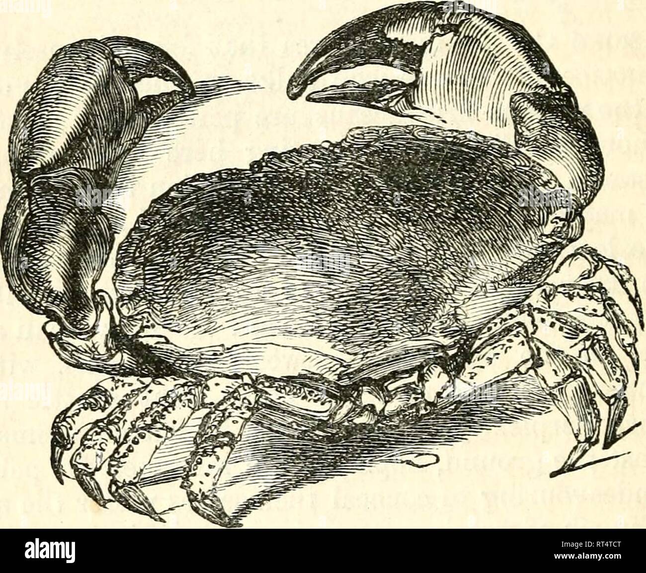 Illustration of a crab Stock Photo