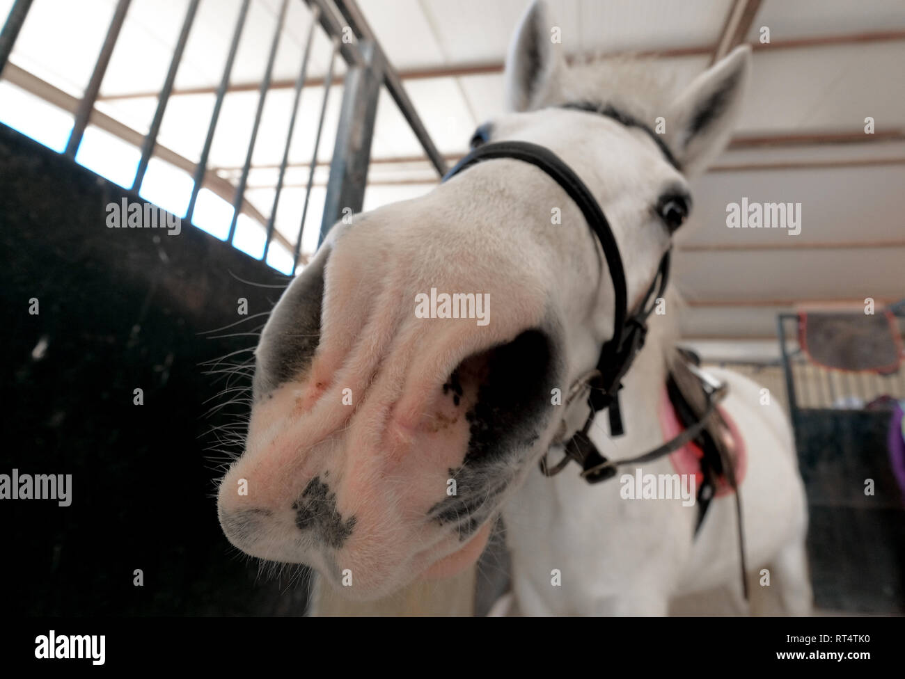 Close up of muzzle of white funny horse Stock Photo