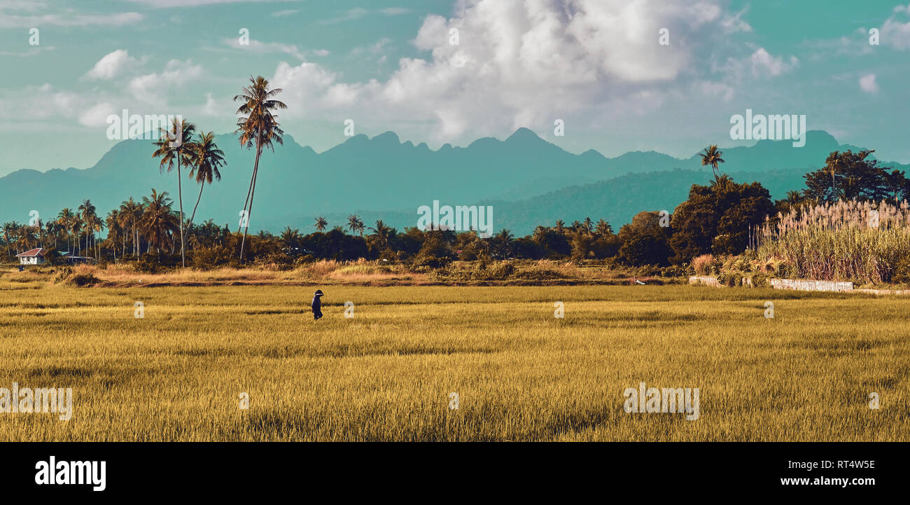 Asian farmer make rice transplanting, hard working, rice plant growing ...
