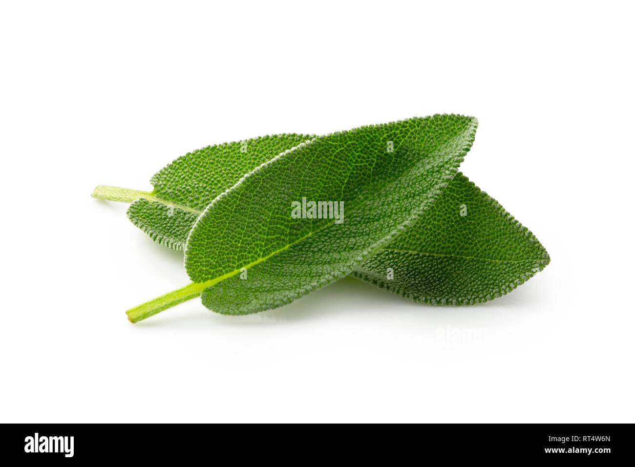 Two whole fresh sage leaves isolated on white Stock Photo Alamy