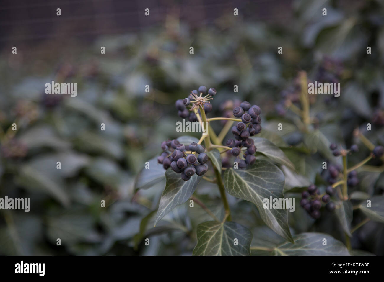A Beautiful Background depth in field picture for your pc. It is a berry with blurred background Stock Photo