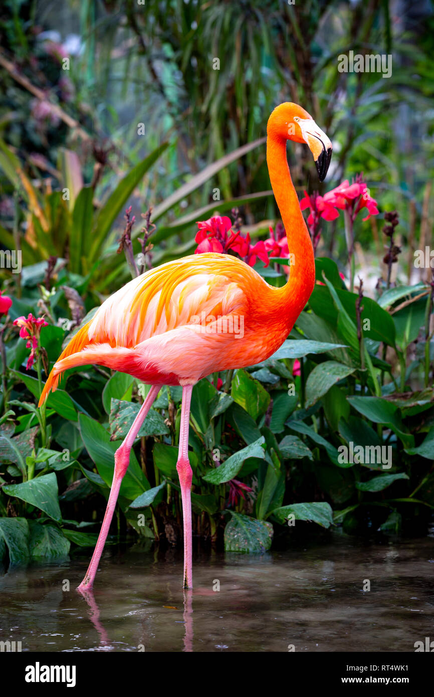 American Flamingo (Phoenicopterus Ruper) in pond at Everglades Wonder Garden, Bonita Springs, Florida, USA Stock Photo