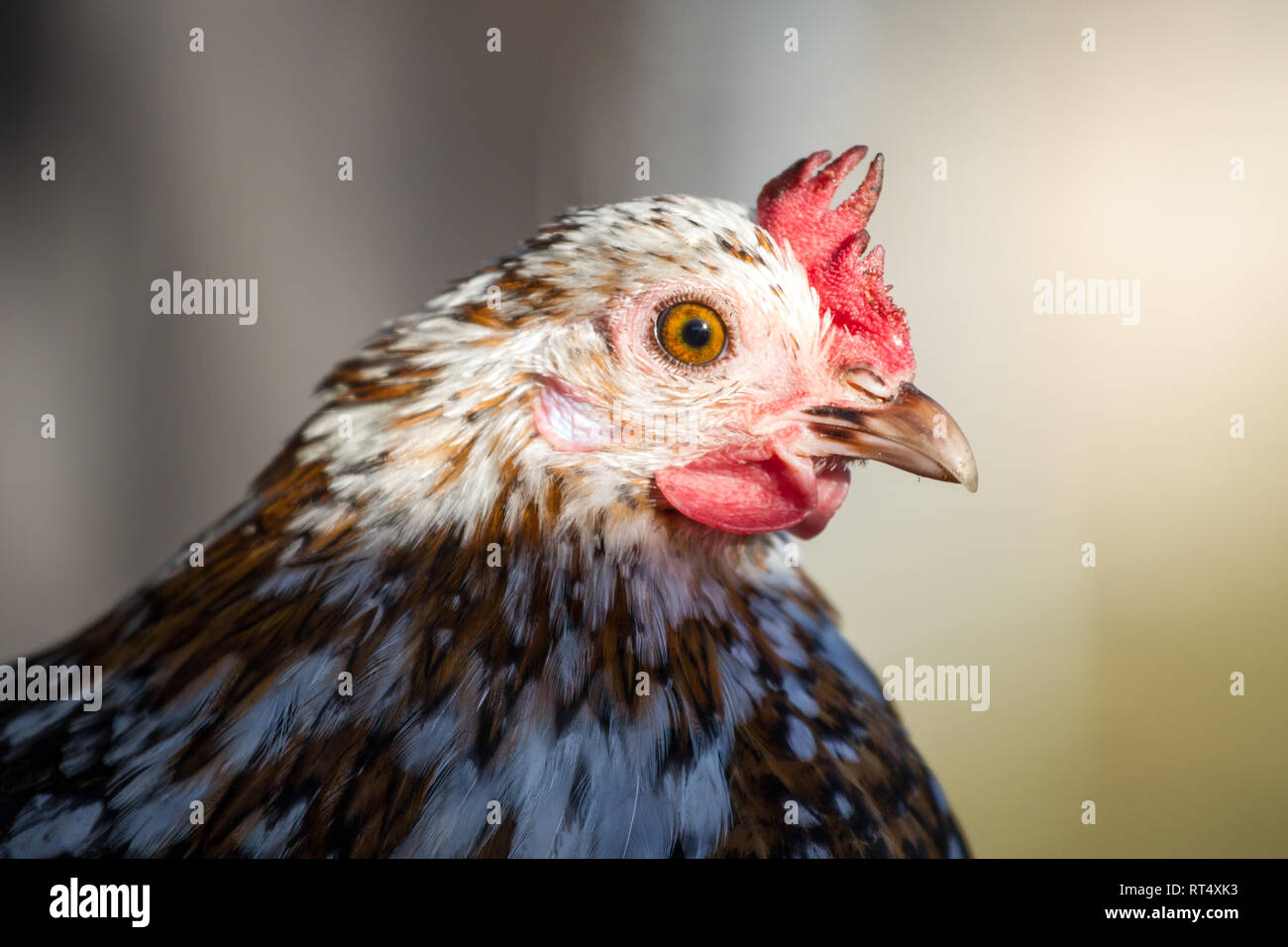 Stoapiperl / Steinhendl hen, critically endangered chicken breed from