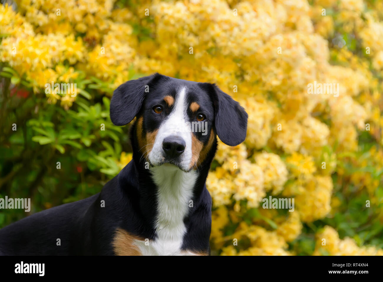 Entlebucher Mountain Dog tricolor with symmetrical markings of black, tan and white, portrait in front of yellow flowering Rhododendron Stock Photo