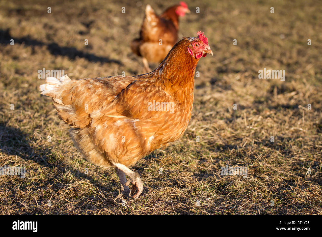 Free range egg layer hens (Gallus gallus domesticus) Stock Photo