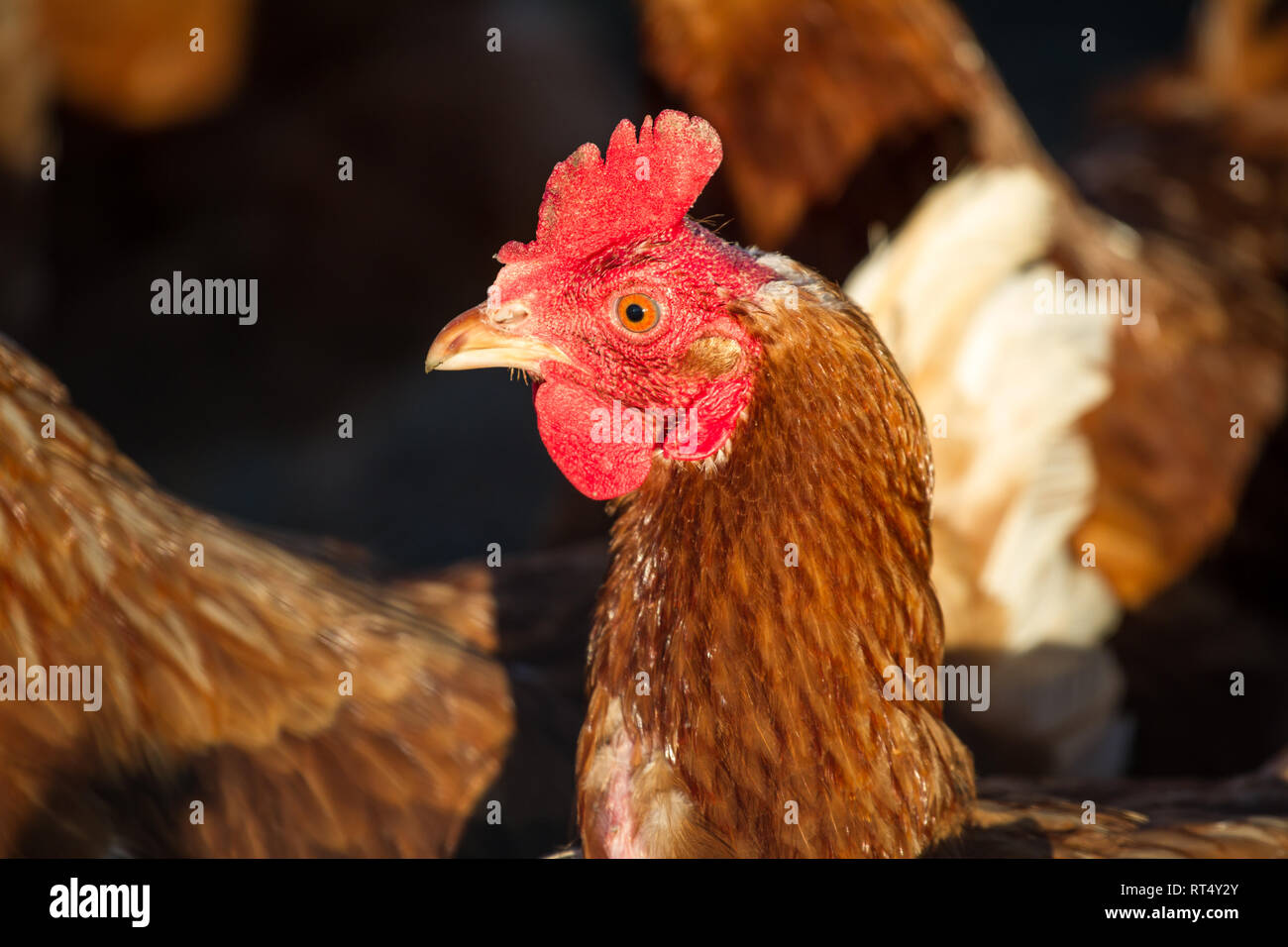 Free range egg layer hens (Gallus gallus domesticus) Stock Photo