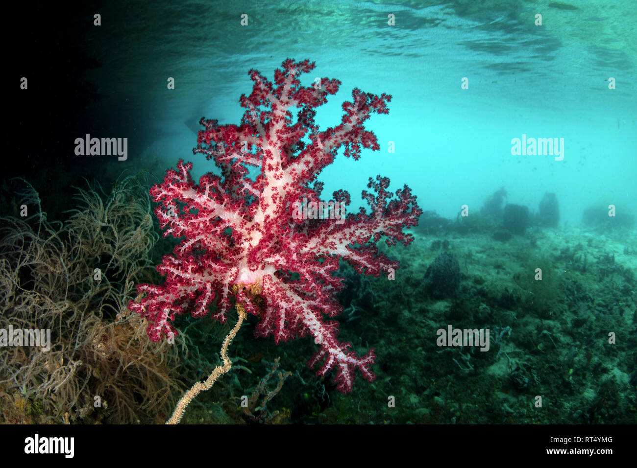 A vibrant soft coral grows amid the tropical islands of Raja Ampat. Stock Photo