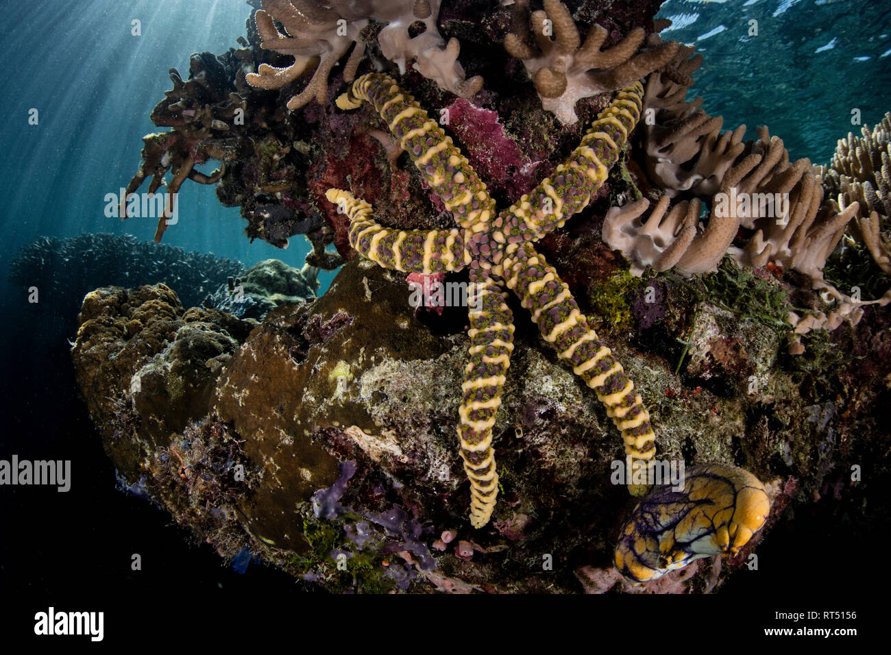 A warty sea star clings to a coral reef in Raja Ampat, Indonesia. Stock Photo