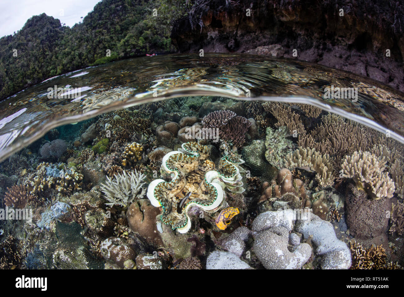 A giant clam, Tridacna derasa, grows amid healthy corals in Raja Ampat. Stock Photo