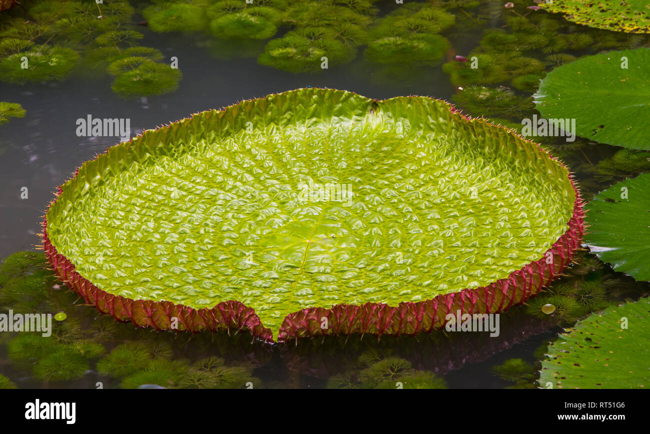 Amazonian lily in water at the Belem, Para, Brazil. Victoria amazonica