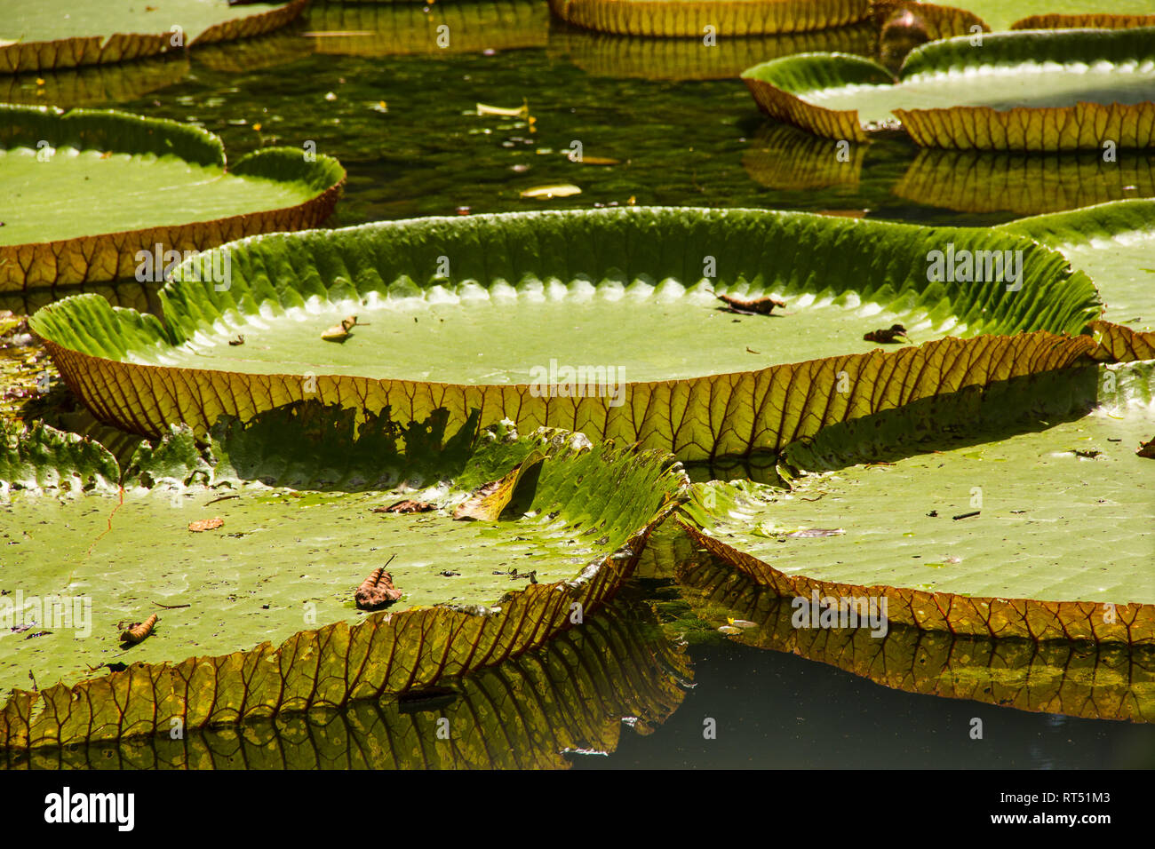 Amazonian lily in water at the Belem, Para, Brazil. Victoria amazonica