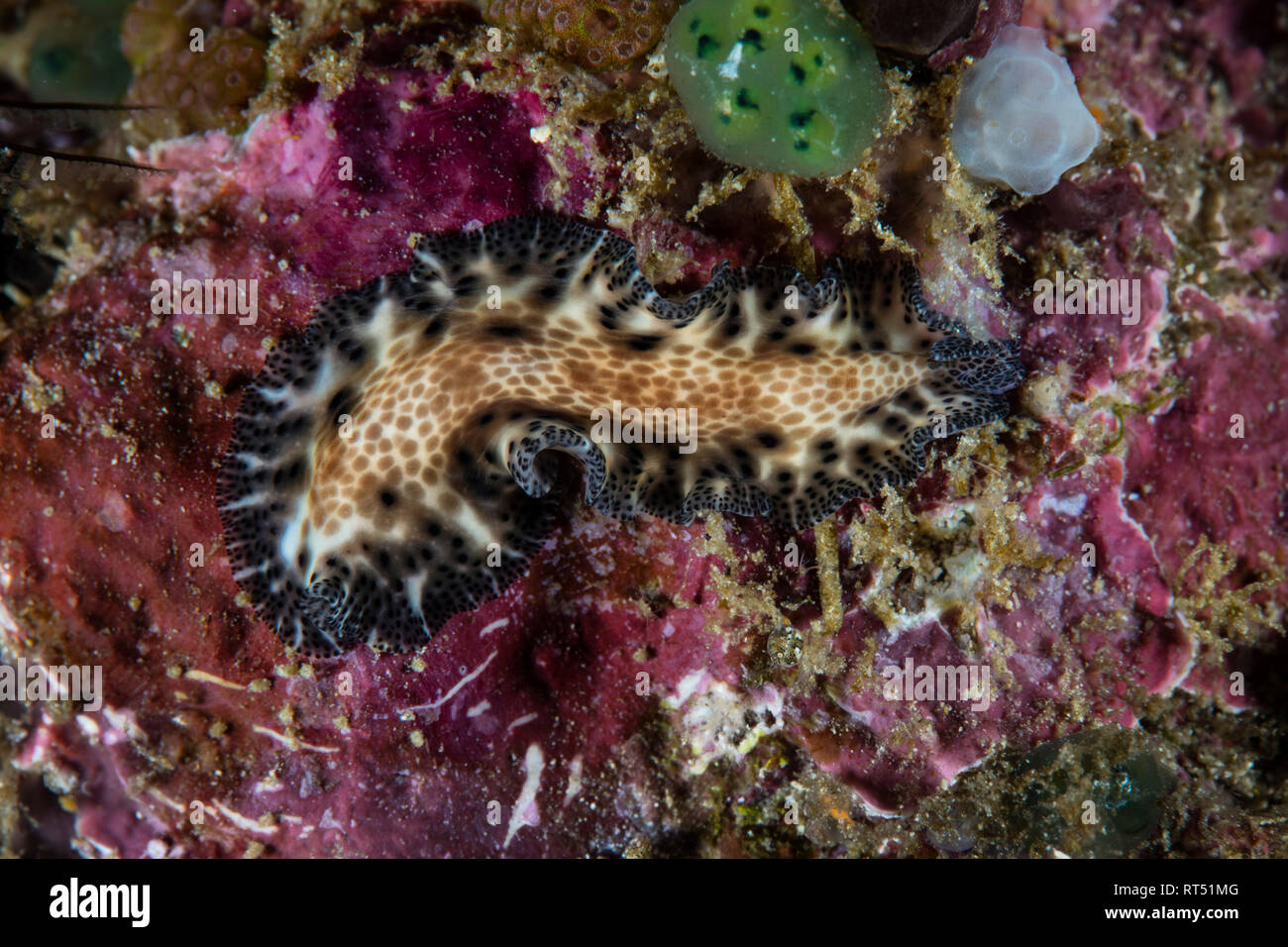 A Maritigrella fuscopunctata flatworm crawls on coralline algae. Stock Photo