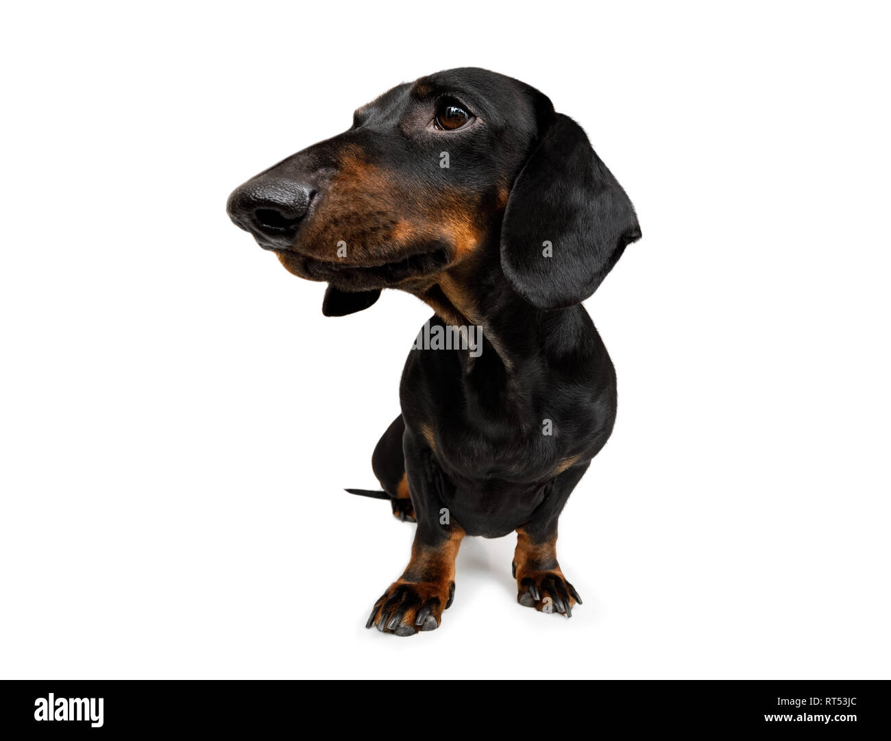 curious sausage dog, dachshund looking up to owner waiting or sitting patient to play or go for a walk,  isolated on white background Stock Photo