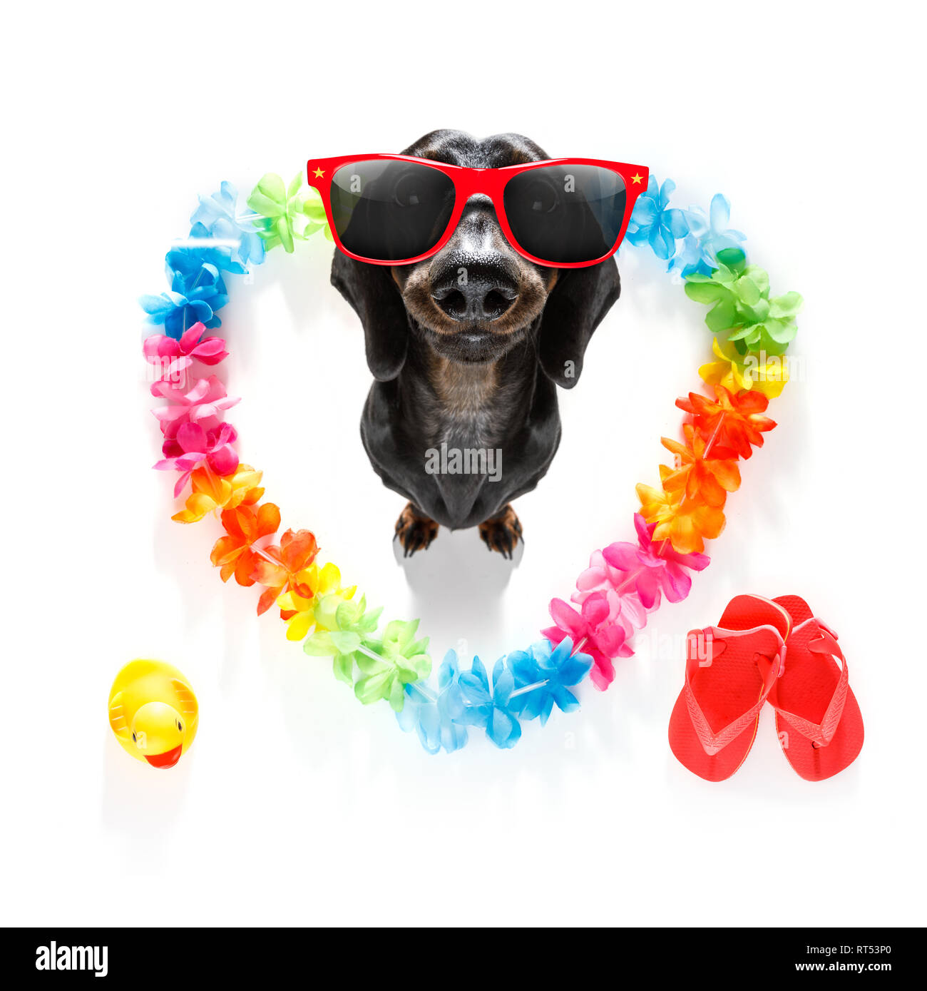 suasage dachshund dog in love for happy valentines day with rainbow
