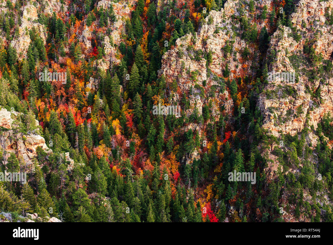Bigtooth Maple trees with peak fall colors in a canyon along the Mogollon Rim near Payson, Arizona, USA Stock Photo