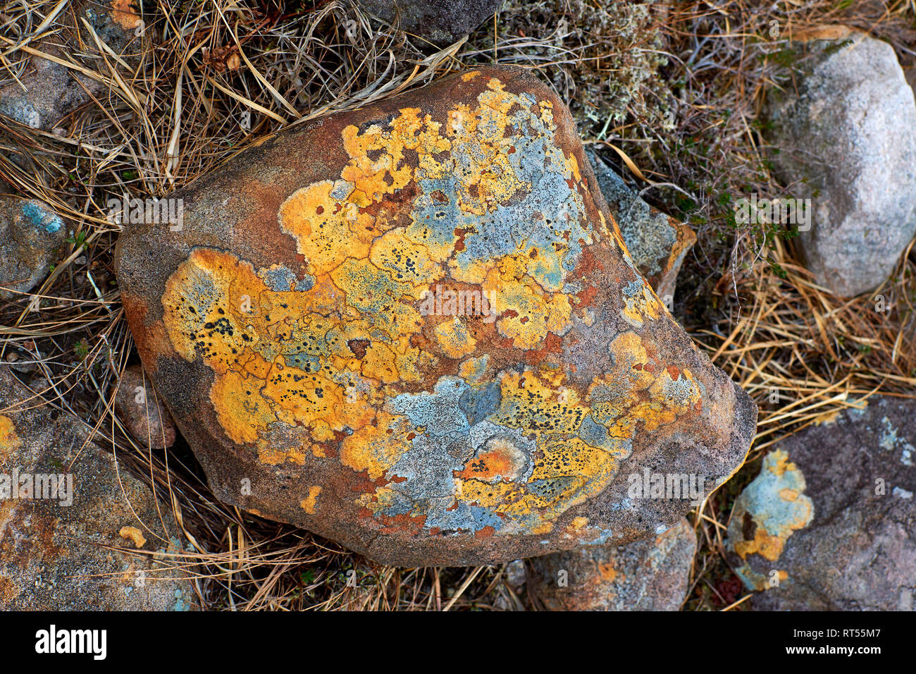 LICHENS ORANGE YELLOW AND BLUE GROWING ON A STONE WEST COAST OF SCOTLAND Stock Photo