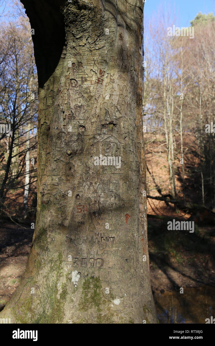 Graffiti on tree trunk Stock Photo