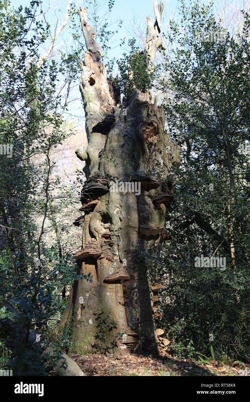 Strange and interesting tree trunk in Sussex woodland Stock Photo