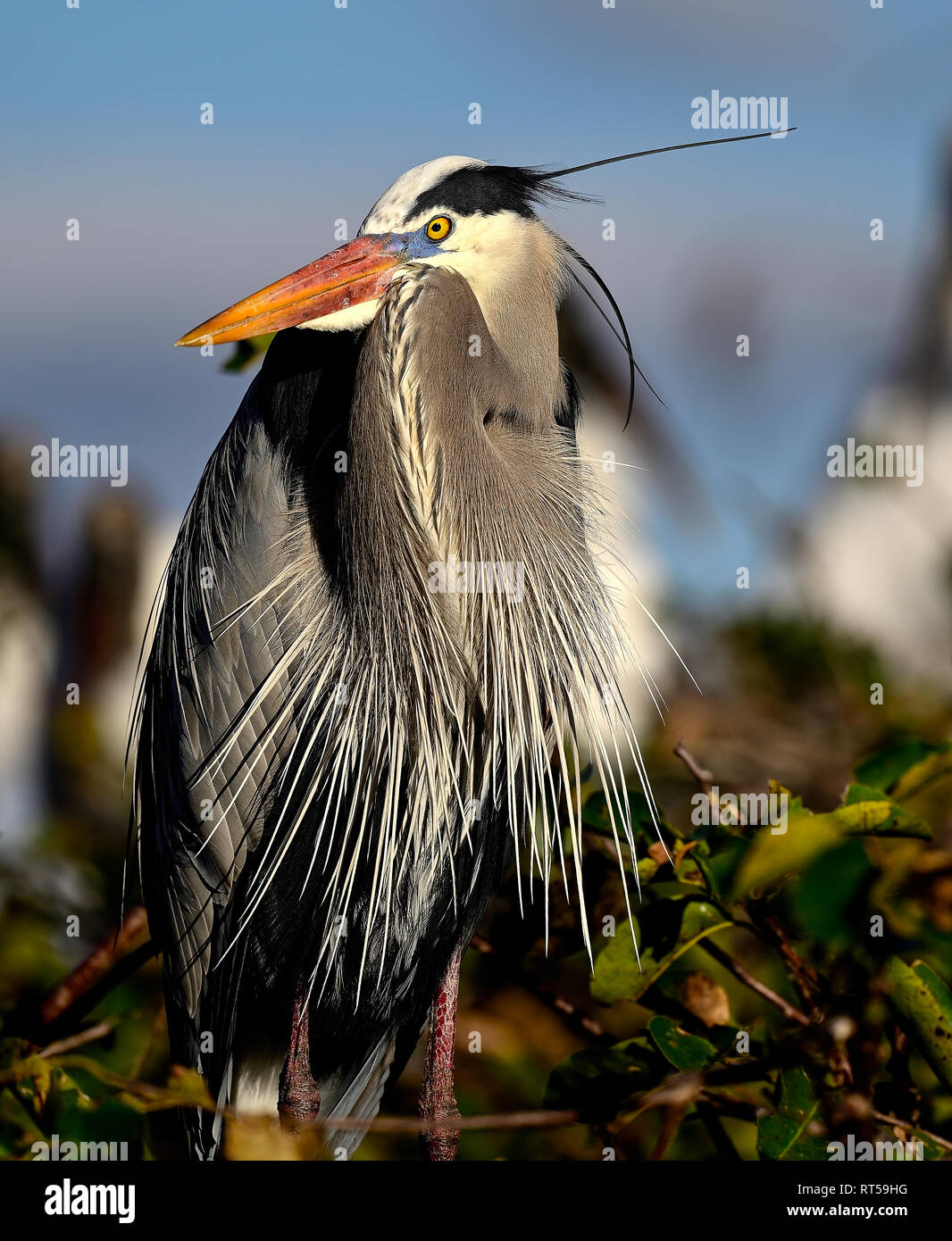 Portrait of a Great Blue Heron at Wakodahatchee wetlands Stock Photo