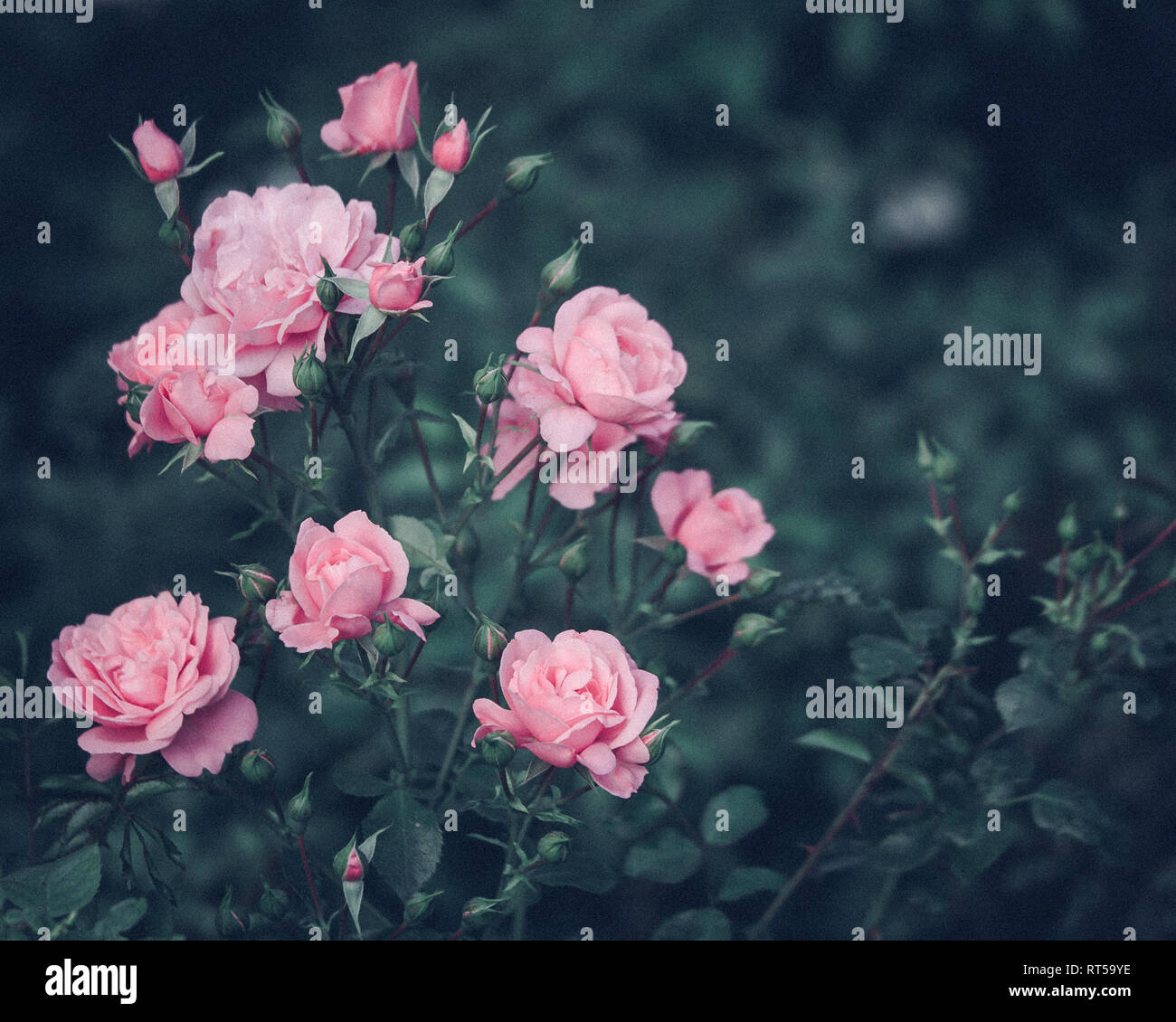 Pink Flashback Roses Bush, Pink Roses, Retro Stock Photo - Alamy