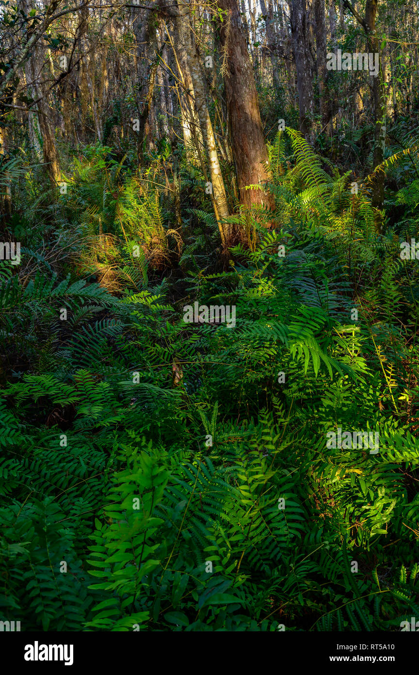 Giant sword and leather ferns on the islands created by the bases of the cypress trees in the Cypress swamp at Loxahatchee National Wildlife Refuge Stock Photo