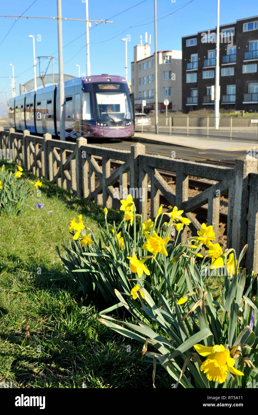 Blackpool transport tram passing spring daffodils growing at Bispham Station,Blackpool,UK Stock Photo