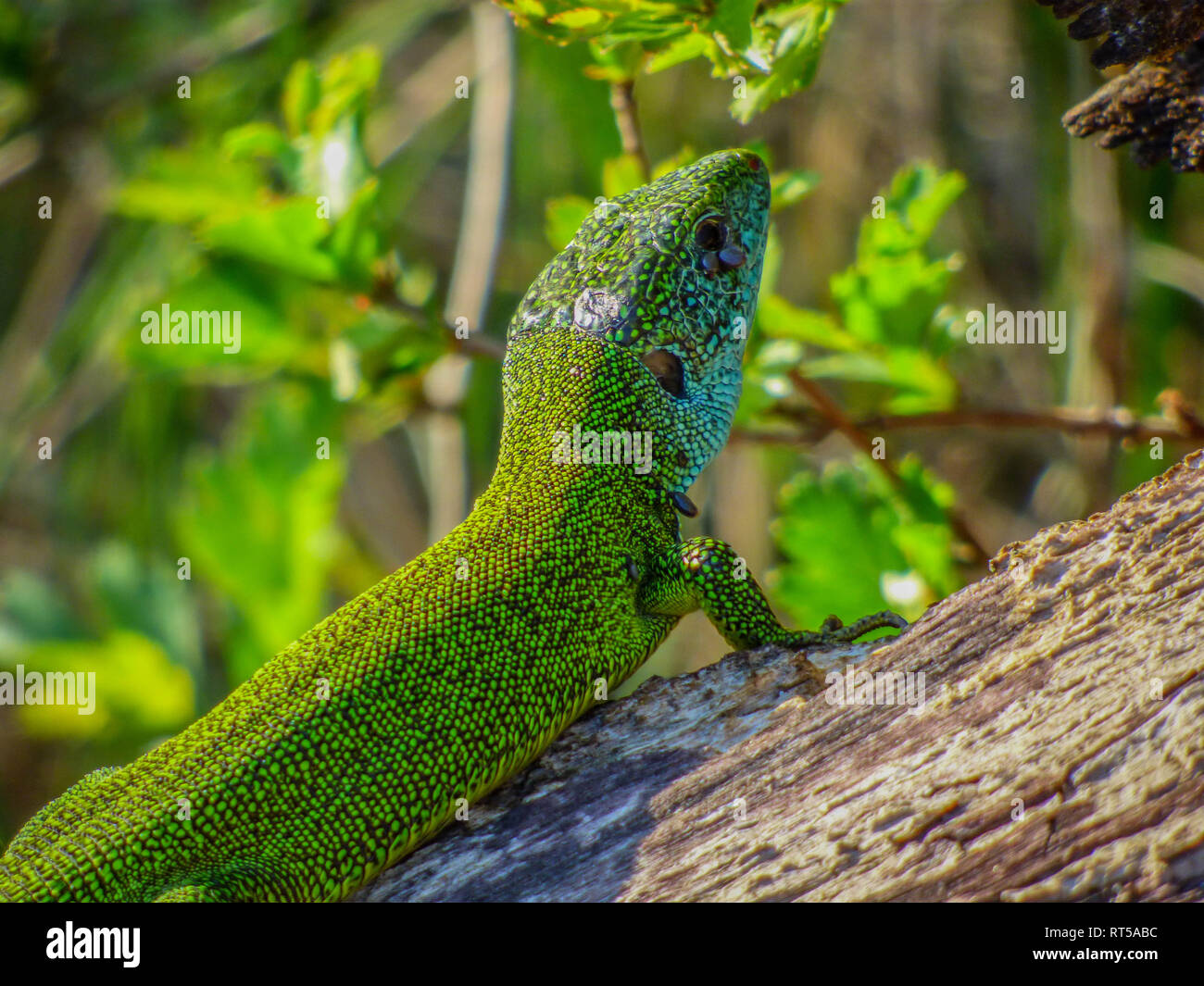 Adult male of European green lizard (Lacerta viridis) with two ticks on his eye in the Deliblatska sand in Serbia Stock Photo