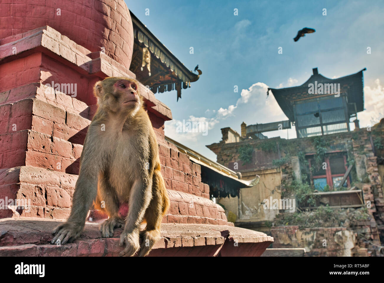 Monkey at Swayambhunath Stupa, Kathmandu, Nepal Stock Photo - Alamy