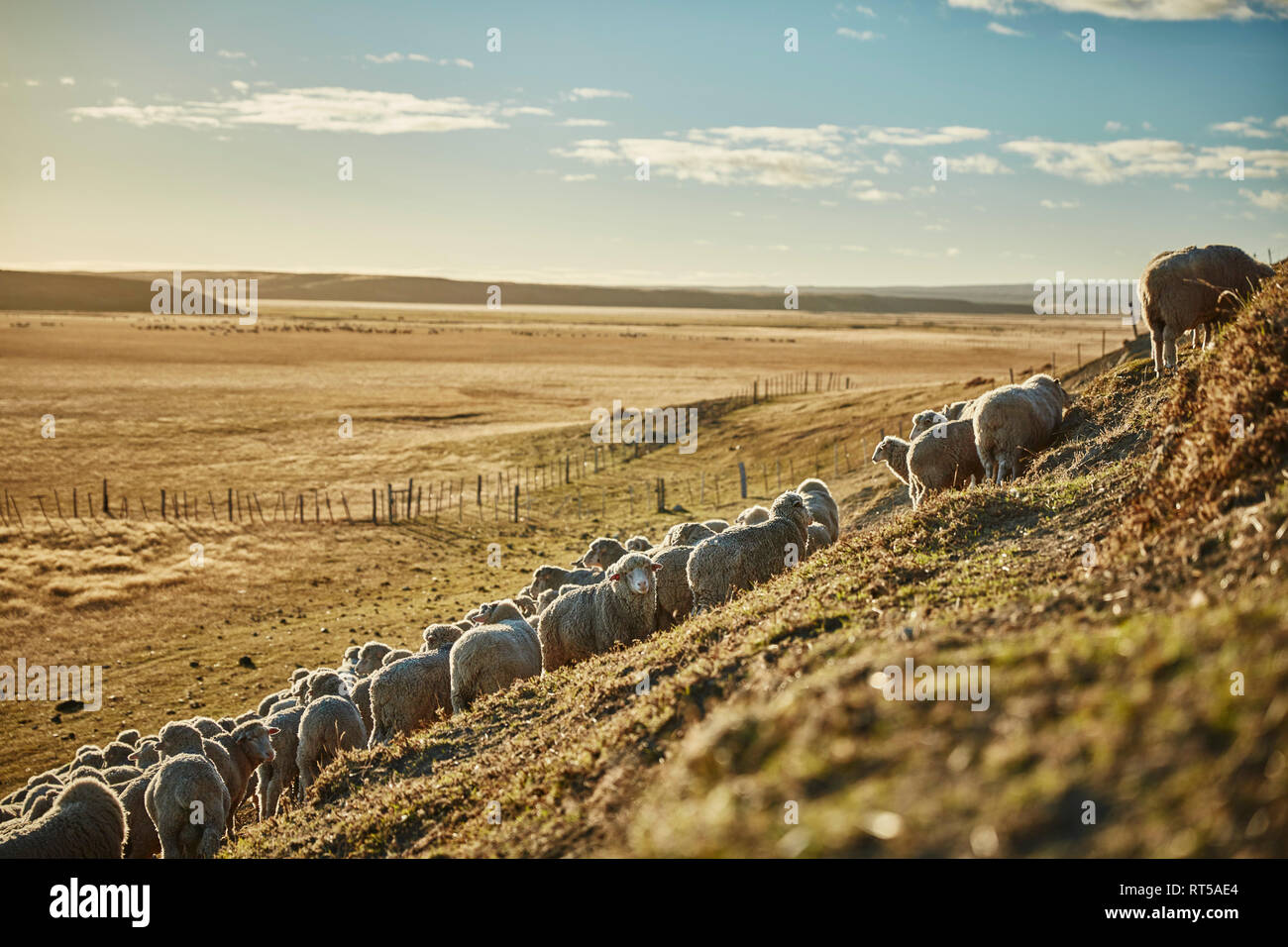 Chile, Tierra del Fuego, flock of sheep on pasture of an Estancia Stock Photo