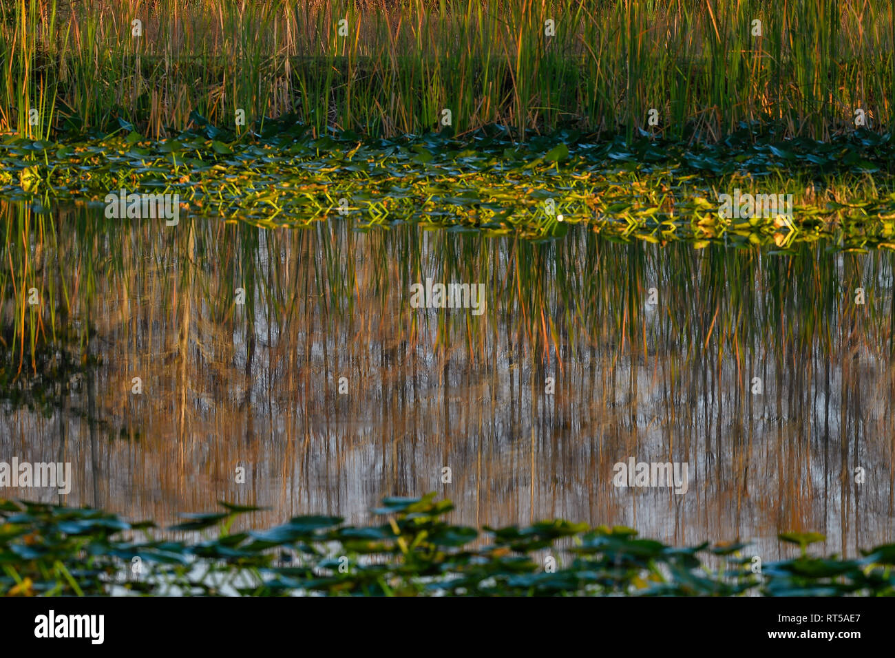 Swamp reflections Loxahatchee National Wildlife Refuge Stock Photo