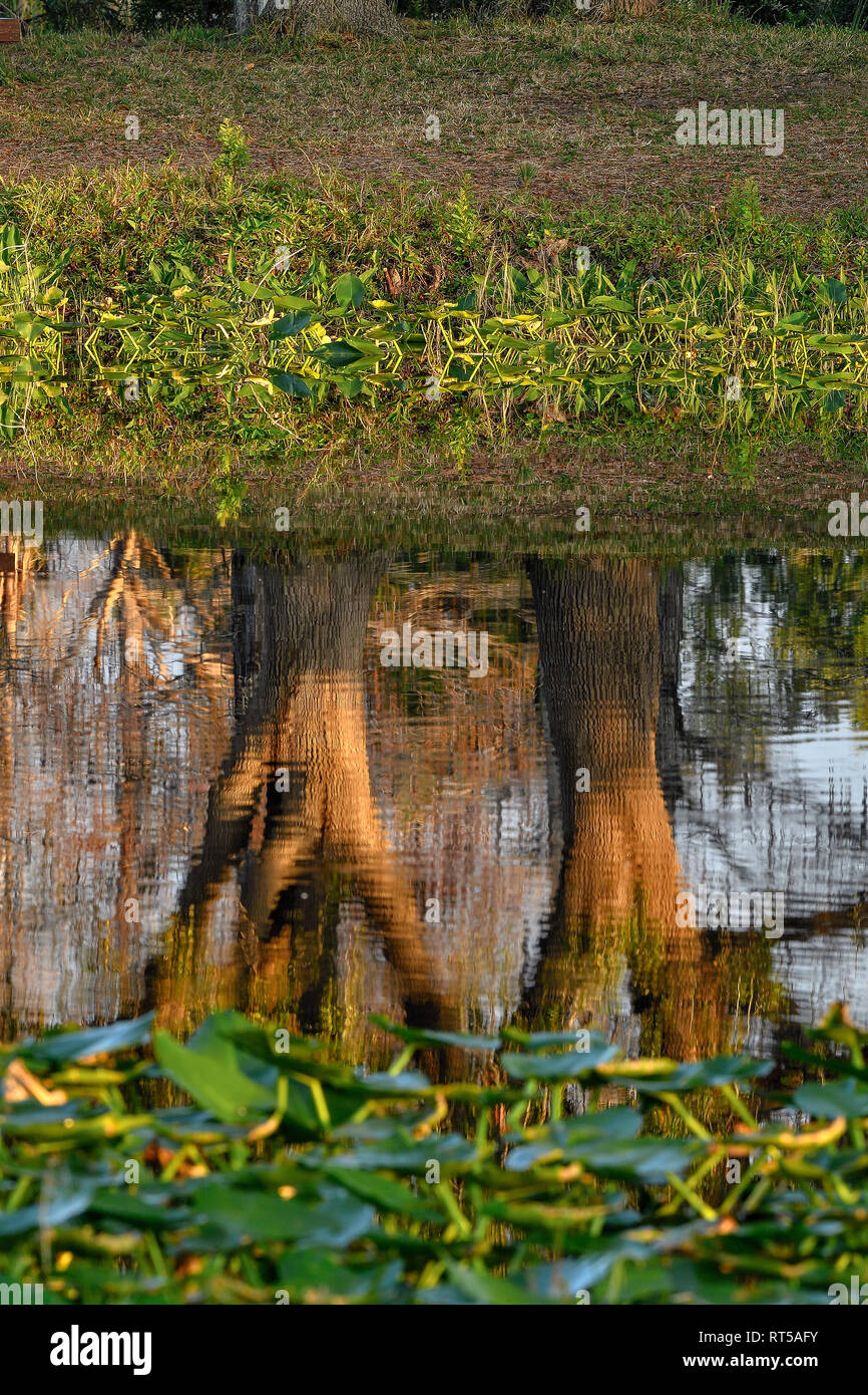 Live Oak Tree reflections in a pond at Loxahatchee National Wildlife Refuge Stock Photo