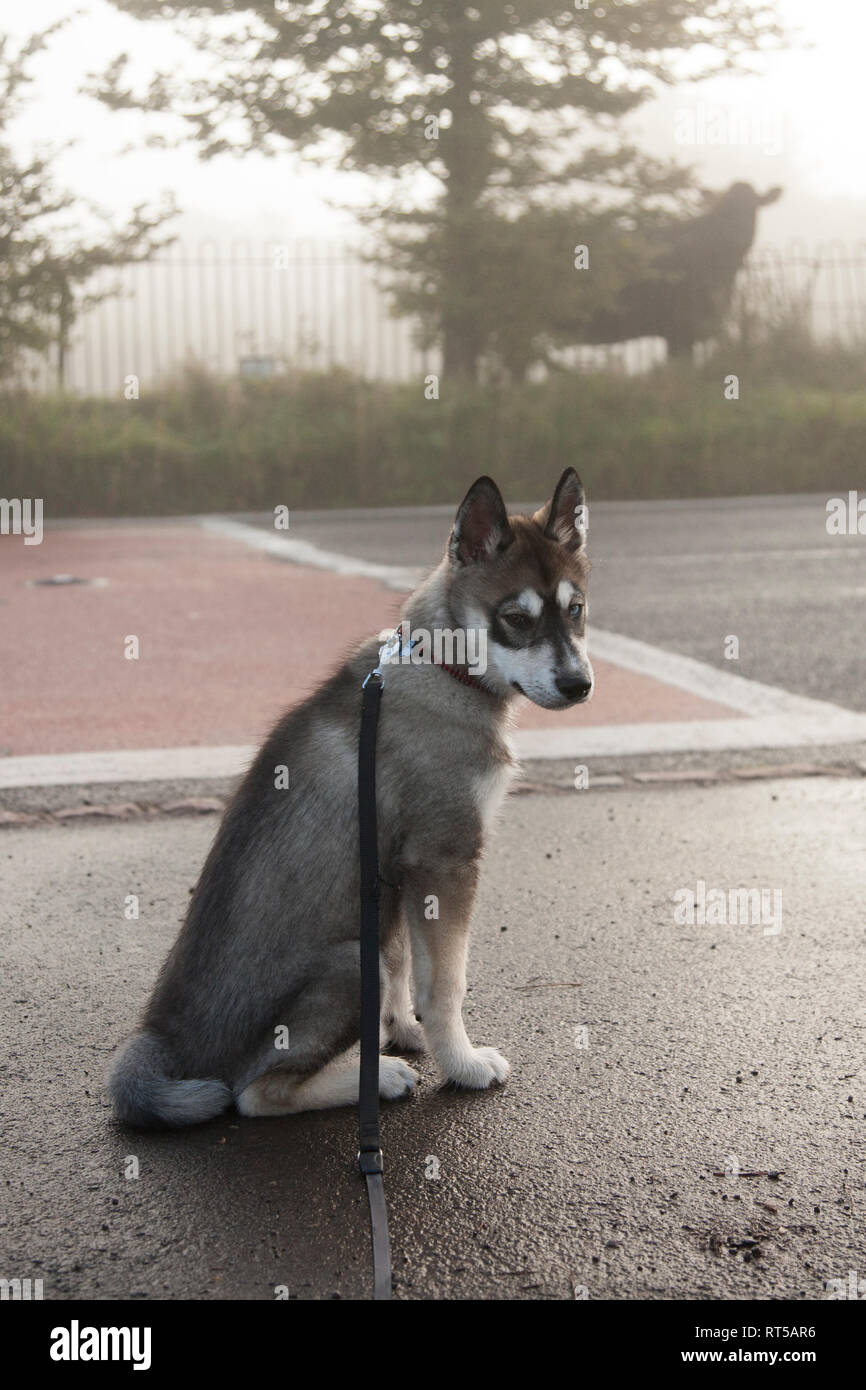 Husky Puppy sitting by the side of the road on his lead waiting ...