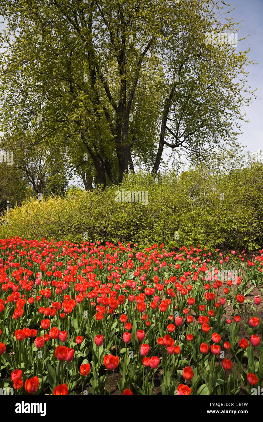 Red tulips and trees in spring time Stock Photo - Alamy