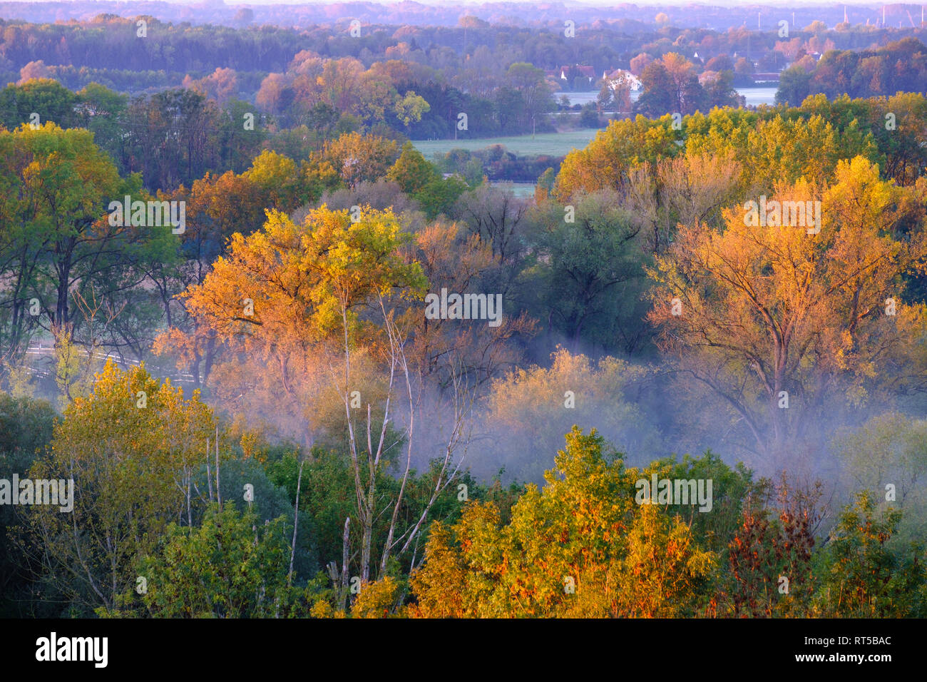 Germany, Upper Bavaria, Hangenham, Isar floodplains in the morning, autumn alluvial forest Stock Photo