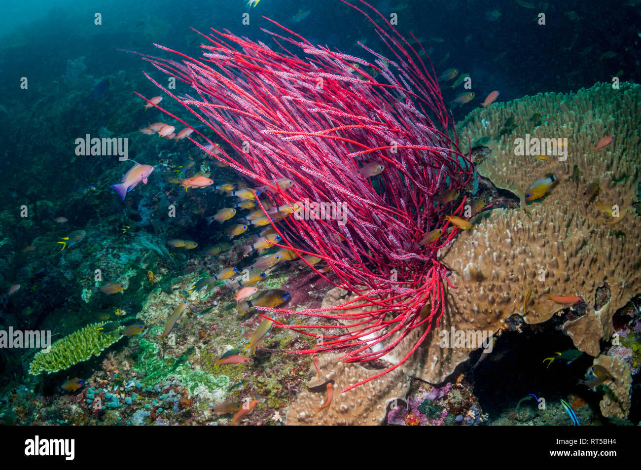 Gorgonian [Ellisella ceratophyta] with Ring-tailed cardinalfish [Apogon aureus].  West Papua, Indonesia. Stock Photo