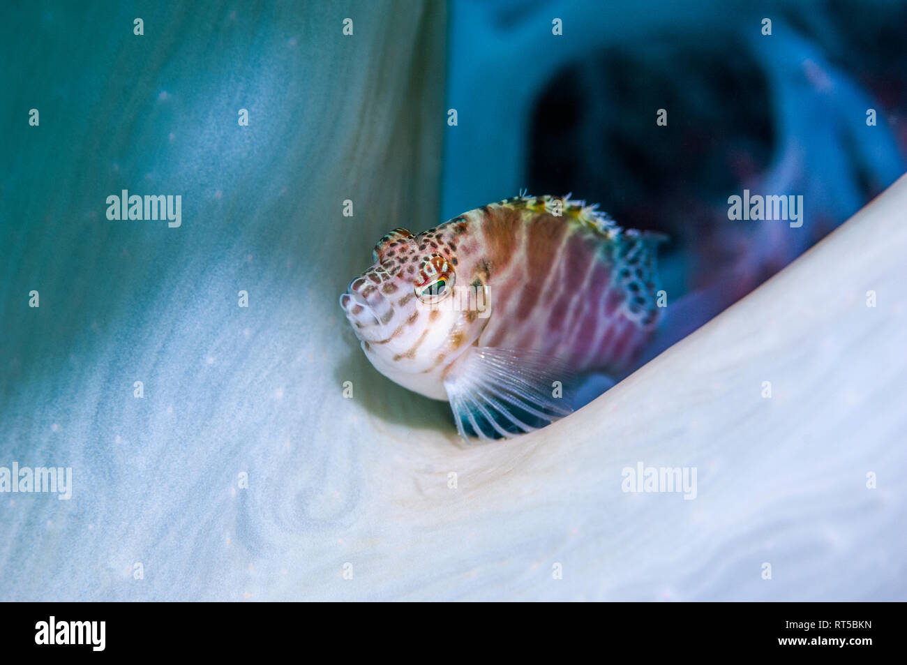 Threadfin hawkfish [Cirrhitichthys aprinus] perched on soft coral. West