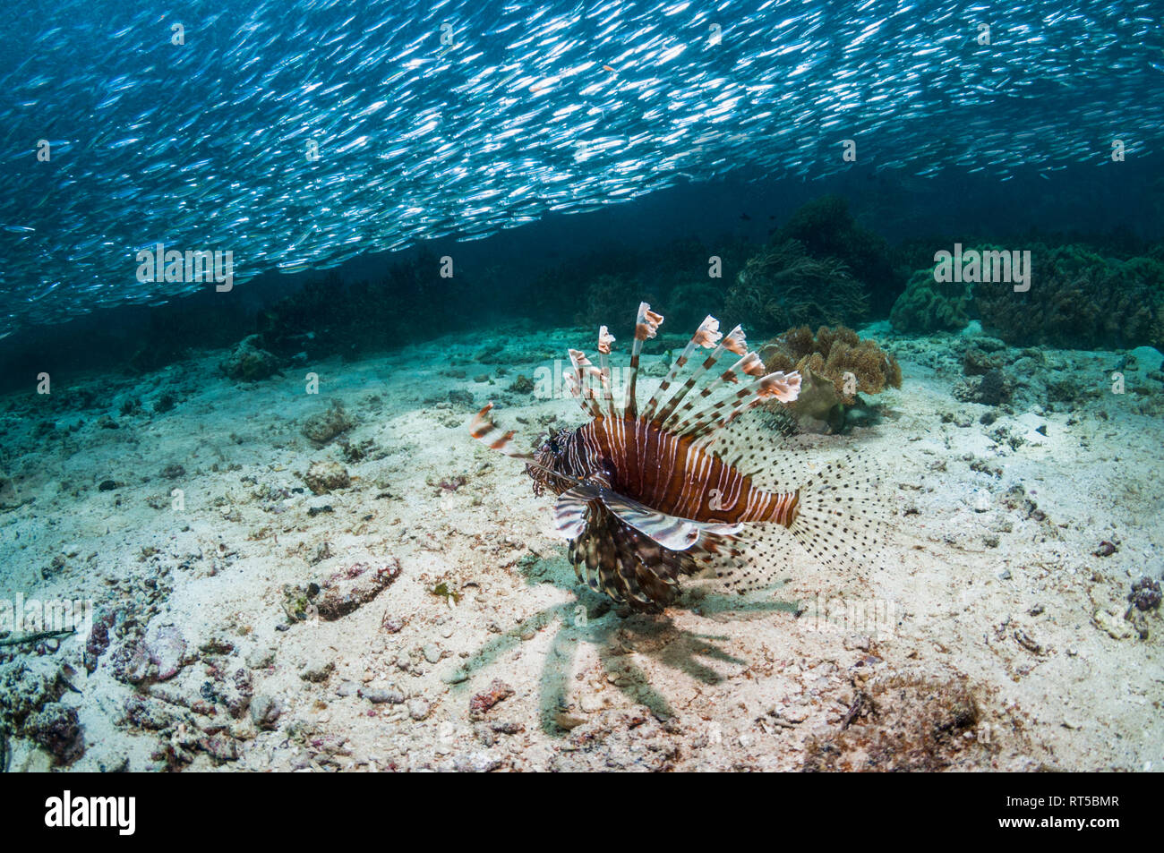 Red lionfish [Pterois volitans] hunting silversides [Atherinomorus sp.].  West Papua, Indonesia. Stock Photo