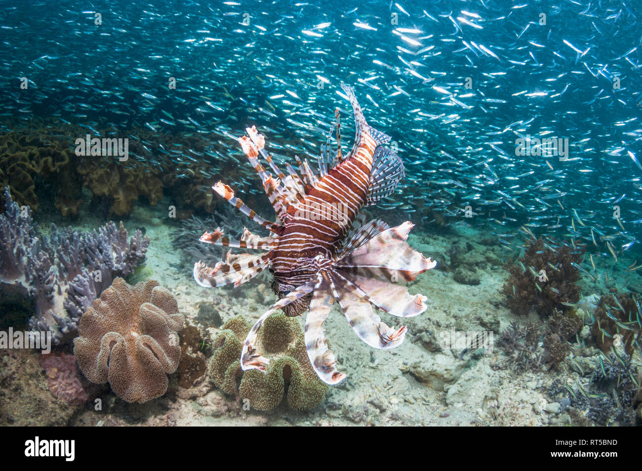 Red lionfish [Pterois volitans] hunting silversides [Atherinomorus sp.].  West Papua, Indonesia. Stock Photo