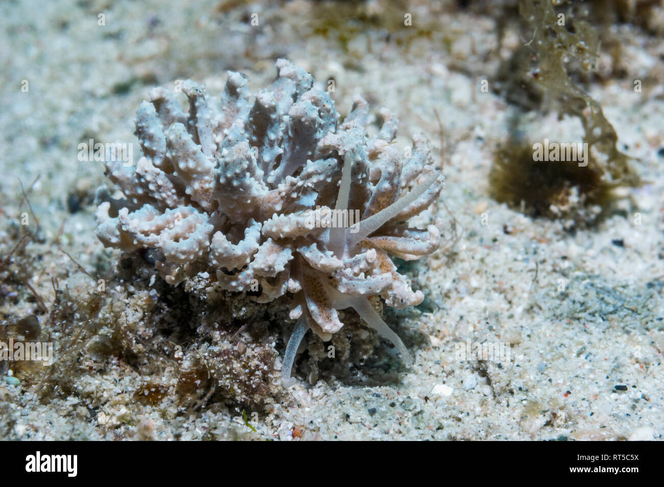 Nudibranch [Phyllodesmium crypticum].  Puerto Galera, Philippines. Stock Photo