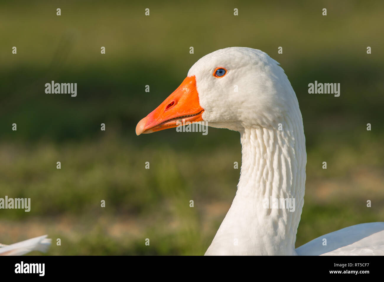 Geese orange beak hires stock photography and images Alamy