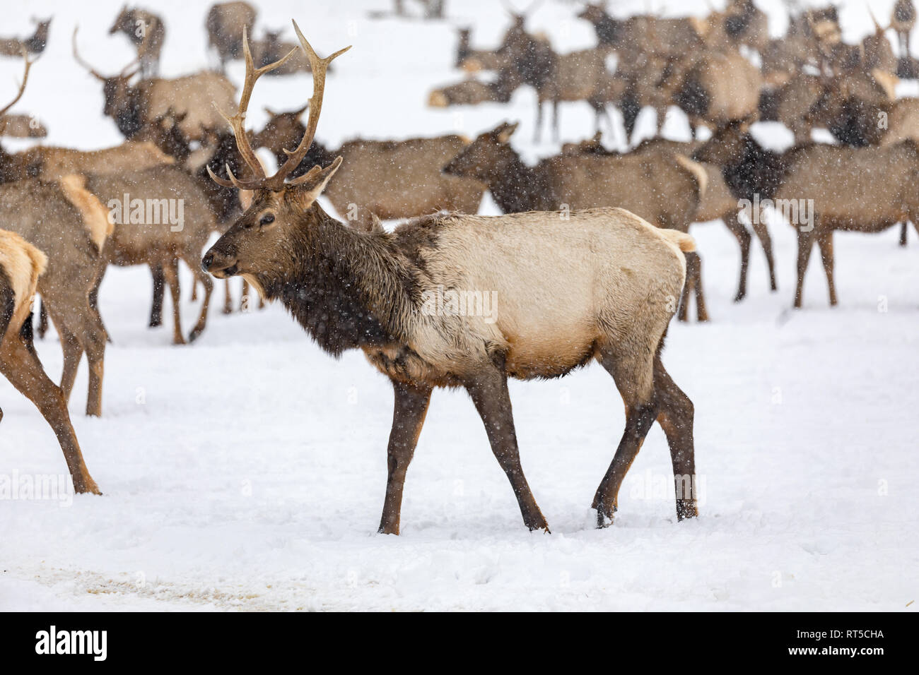 Elk gathering to feed at the Oak Creek Wildlife Area Feeding Station in
