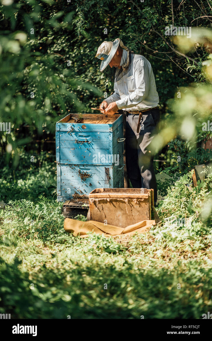 Russland, Beekeeper checking beehive Stock Photo