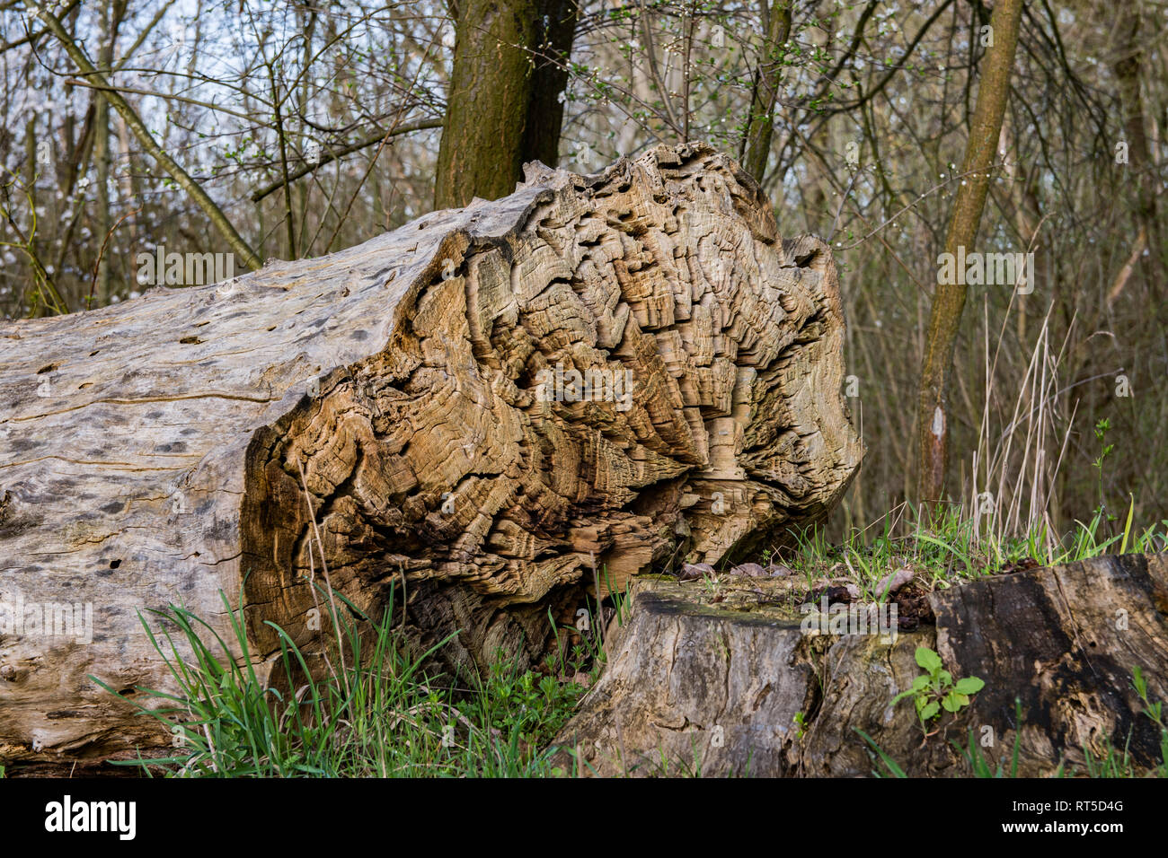 Old timber, cropped wood and aged tree stump Stock Photo - Alamy
